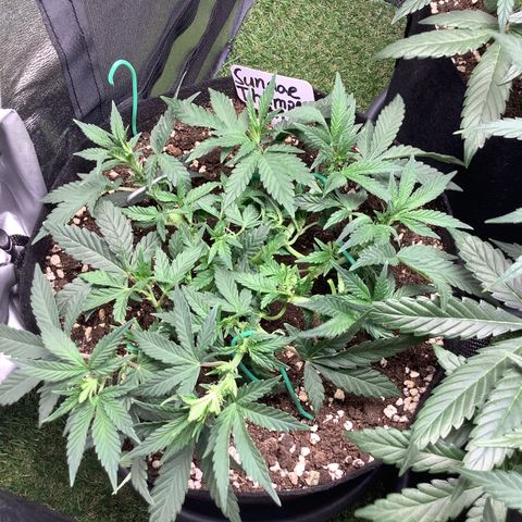 Sundae Thumper #1 growlog timeline photo
