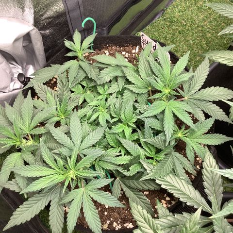 Sundae Thumper #1 growlog timeline photo