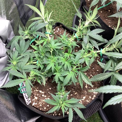 Sundae Thumper #1 growlog timeline photo