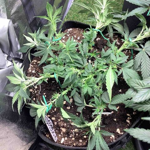 Sundae Thumper #1 growlog timeline photo
