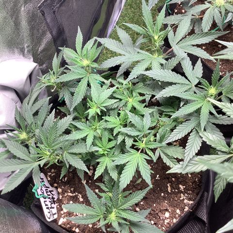 Sundae Thumper #1 growlog timeline photo