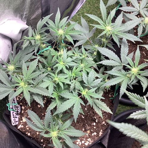 Sundae Thumper #1 growlog timeline photo