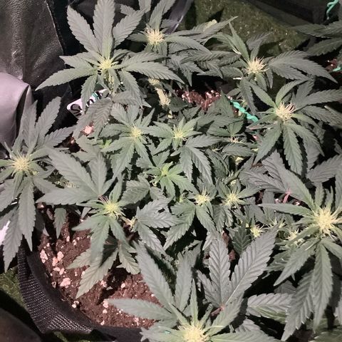 Sundae Thumper #1 growlog timeline photo