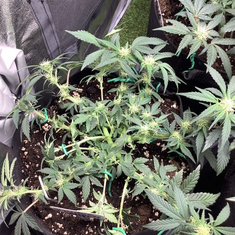 Sundae Thumper #1 growlog timeline photo