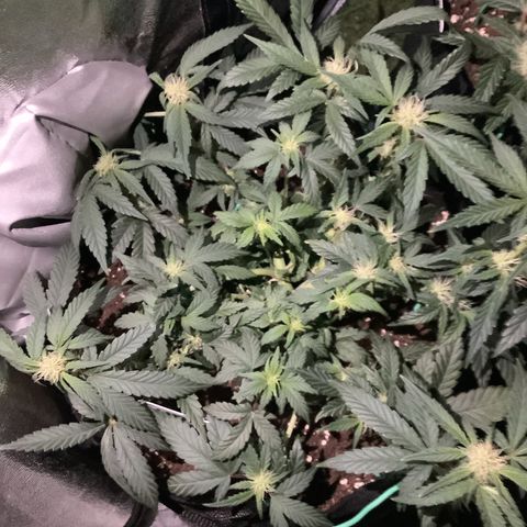 Sundae Thumper #1 growlog timeline photo