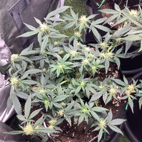 Sundae Thumper #1 growlog timeline photo
