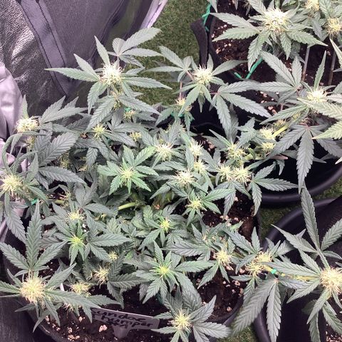Sundae Thumper #1 growlog timeline photo
