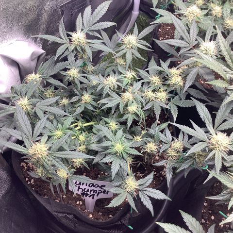 Sundae Thumper #1 growlog timeline photo