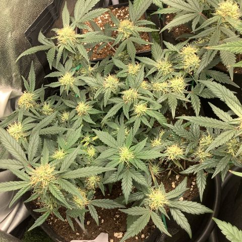Sundae Thumper #1 growlog timeline photo
