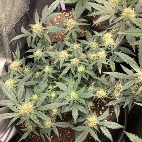 Sundae Thumper #1 growlog timeline photo