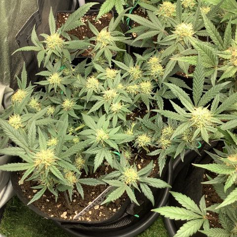 Sundae Thumper #1 growlog timeline photo