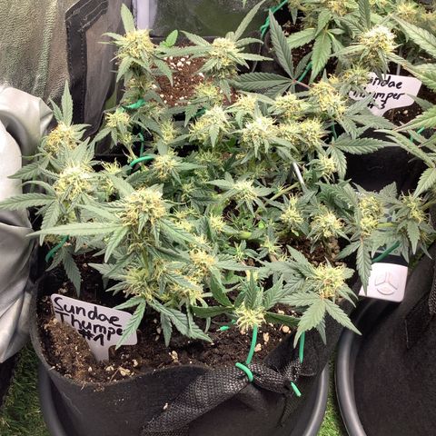 Sundae Thumper #1 growlog timeline photo