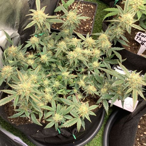 Sundae Thumper #1 growlog timeline photo