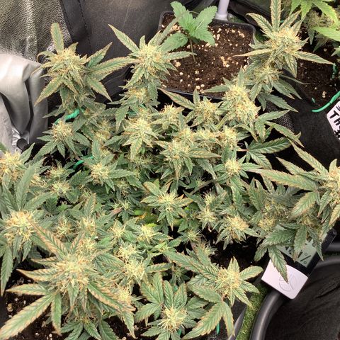 Sundae Thumper #1 growlog timeline photo