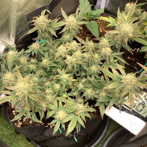 Sundae Thumper #1 growlog timeline photo