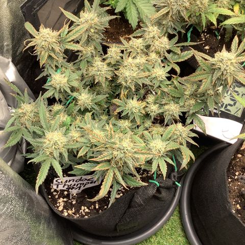 Sundae Thumper #1 growlog timeline photo