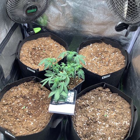 Purple Lemonade🍇 #1 growlog photo
