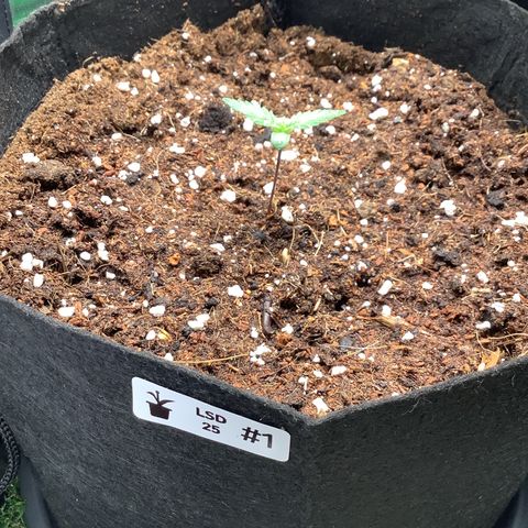 LSD-25💊🧬 #1 growlog timeline photo