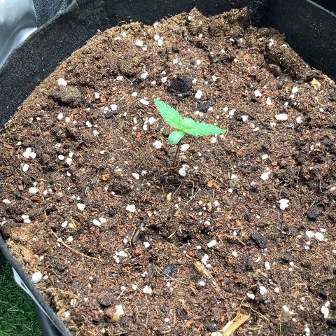 LSD-25💊🧬 #1 growlog timeline photo