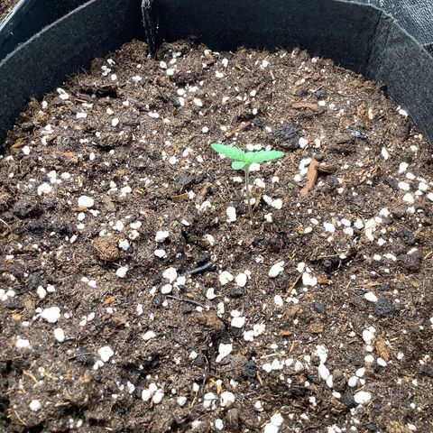 LSD-25💊🧬 #2 growlog timeline photo