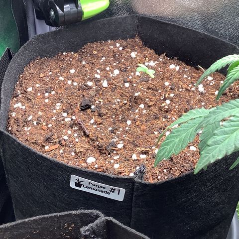 Purple Lemonade🍇 #1 growlog timeline photo