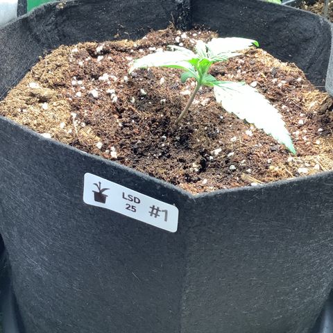 LSD-25💊🧬 #1 growlog timeline photo