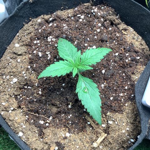 LSD-25💊🧬 #1 growlog timeline photo