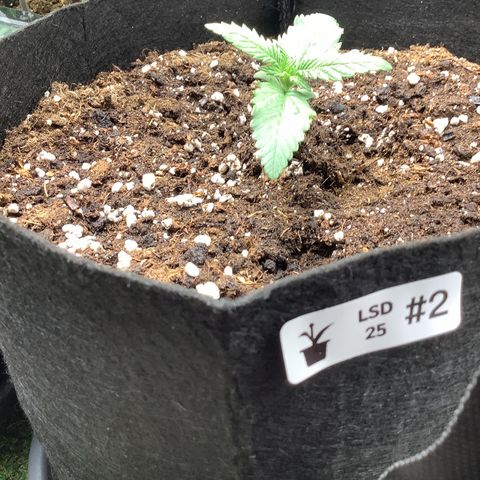 LSD-25💊🧬 #2 growlog timeline photo