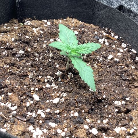 LSD-25💊🧬 #2 growlog timeline photo