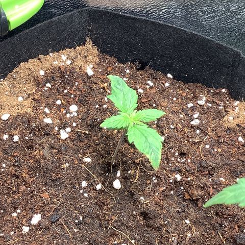 Purple Lemonade🍇 #1 growlog timeline photo