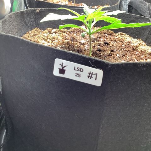 LSD-25💊🧬 #1 growlog timeline photo