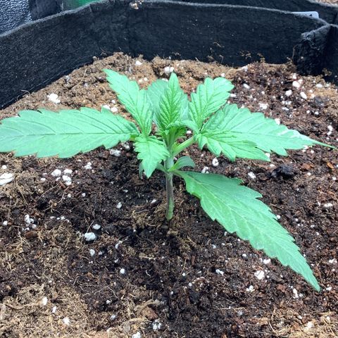 LSD-25💊🧬 #1 growlog timeline photo