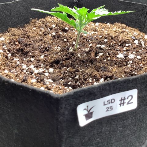 LSD-25💊🧬 #2 growlog timeline photo