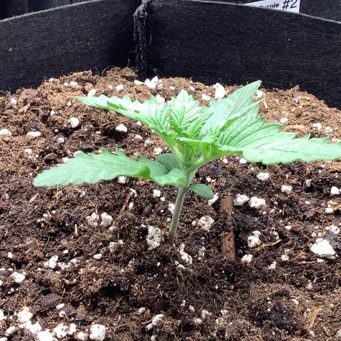 LSD-25💊🧬 #2 growlog timeline photo