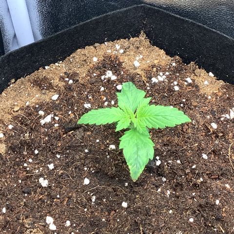 Purple Lemonade🍇 #1 growlog timeline photo