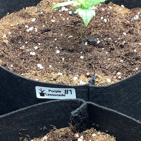 Purple Lemonade🍇 #1 growlog timeline photo