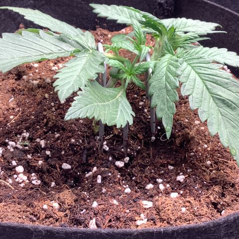 LSD-25💊🧬 #1 growlog timeline photo