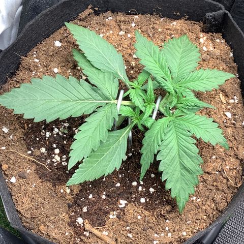 LSD-25💊🧬 #1 growlog timeline photo
