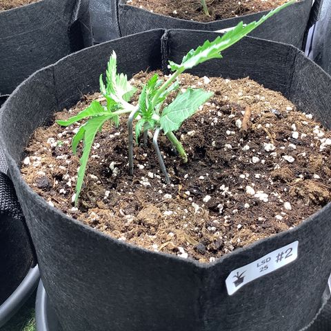 LSD-25💊🧬 #2 growlog timeline photo