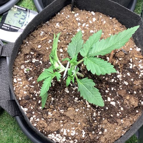 LSD-25💊🧬 #2 growlog timeline photo