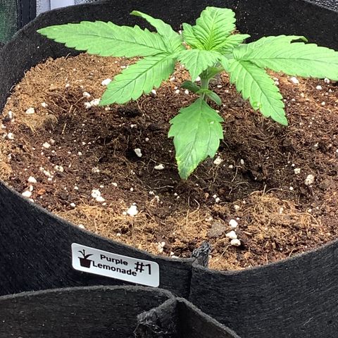 Purple Lemonade🍇 #1 growlog timeline photo