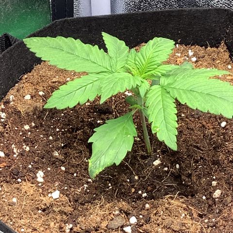 Purple Lemonade🍇 #1 growlog timeline photo