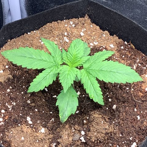 Purple Lemonade🍇 #1 growlog timeline photo