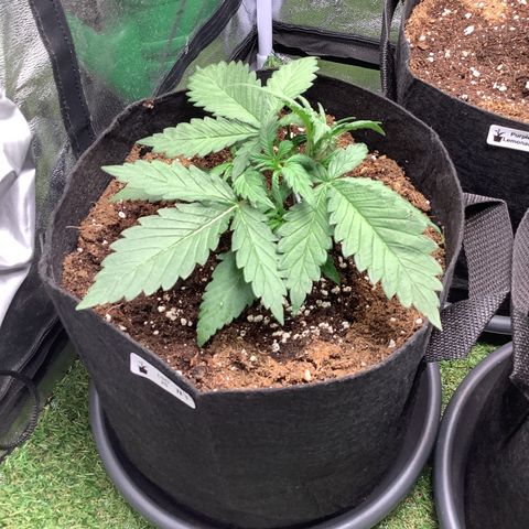 LSD-25💊🧬 #1 growlog timeline photo