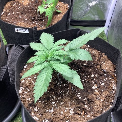 LSD-25💊🧬 #2 growlog timeline photo