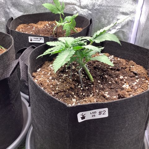 LSD-25💊🧬 #2 growlog timeline photo