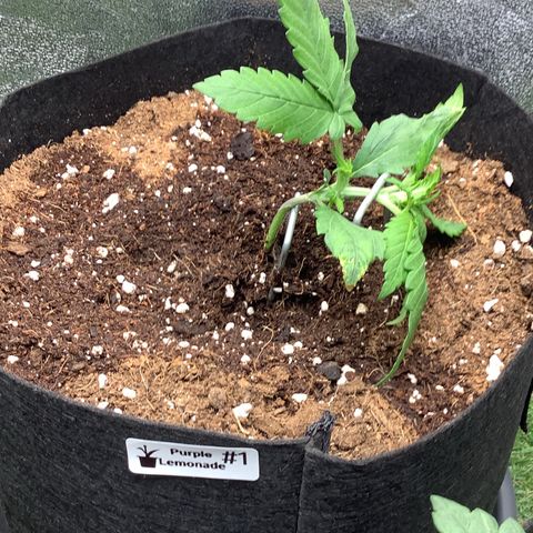 Purple Lemonade🍇 #1 growlog timeline photo