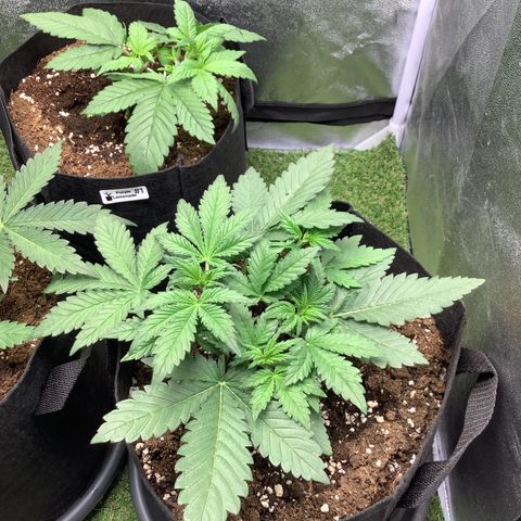 LSD-25💊🧬 #2 growlog timeline photo