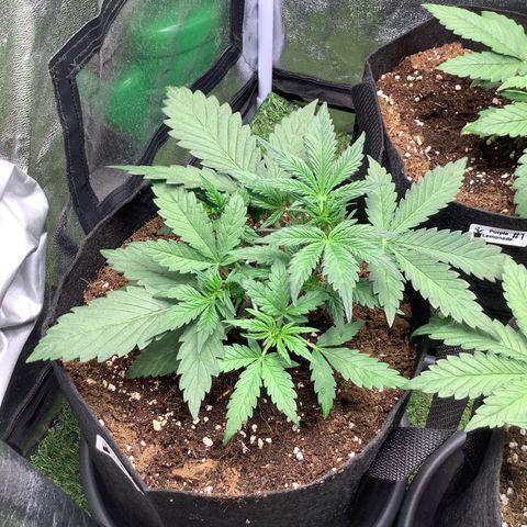 LSD-25💊🧬 #1 growlog timeline photo