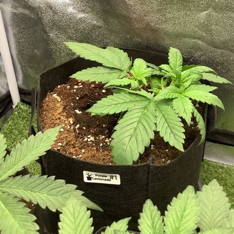 Purple Lemonade🍇 #1 growlog timeline photo